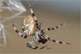 <p>KŘIŽÁK ČTYŘSKVRNNÝ (Araneus quadratus) ---- /Four-spot orb-weaver - Vierfleckkreuzspinne/</p>